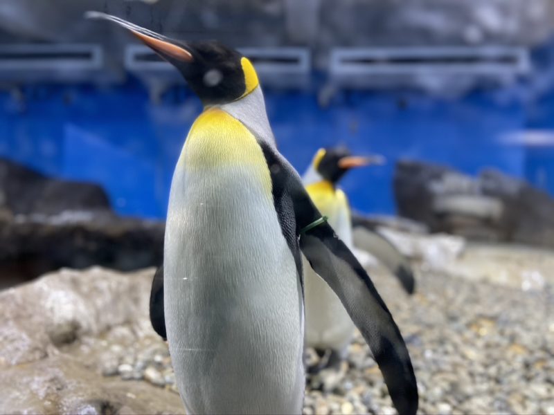 南知多ビーチランドのペンギン